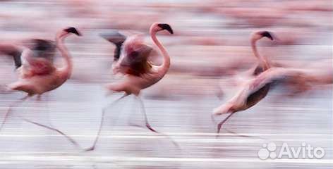 Выкуп доставка сервисы с фарфетча, йокса, Амазона