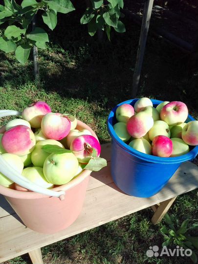 Яблоки домашние