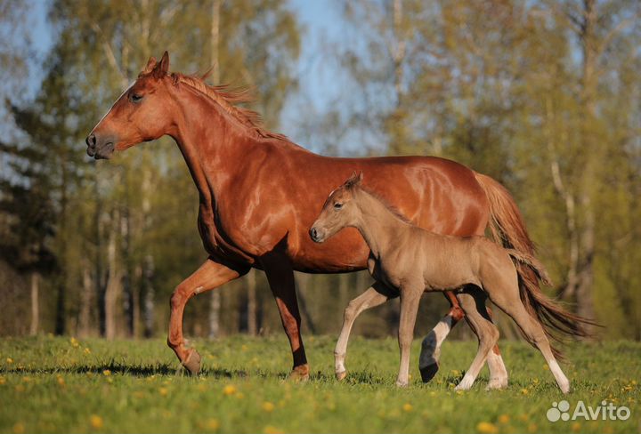 Продажа лошадей