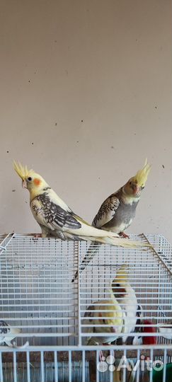 Попугай кореллы