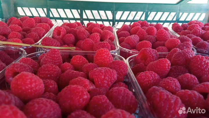 Саженцы малина палана