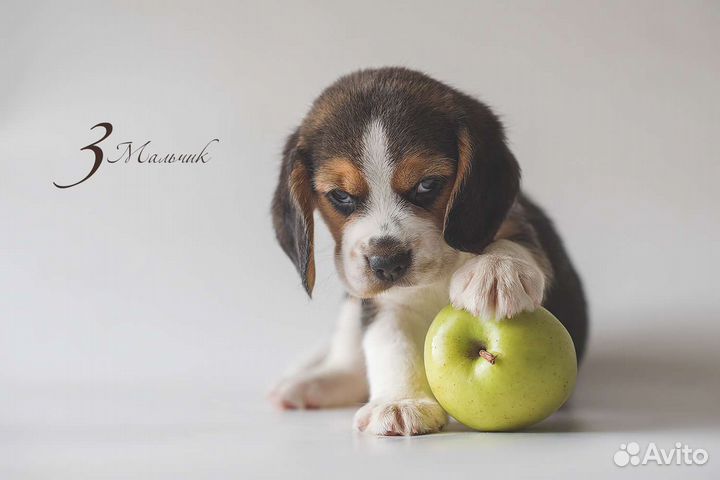 Щенки Бигля