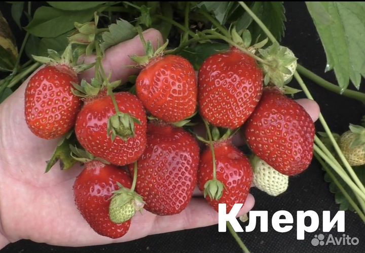 Клубника ксд летняя
