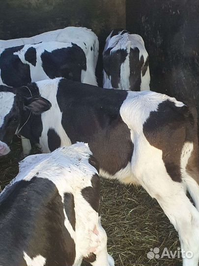 Бычки телята