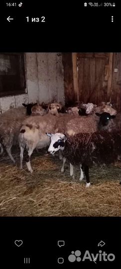 Овцы бараны