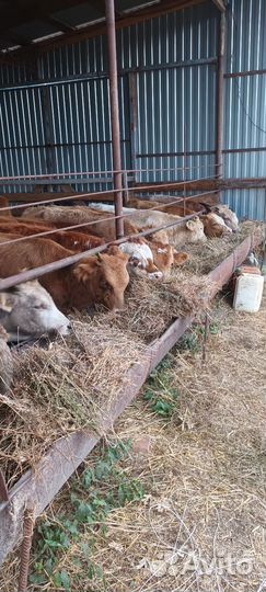 Бычки 32 головы