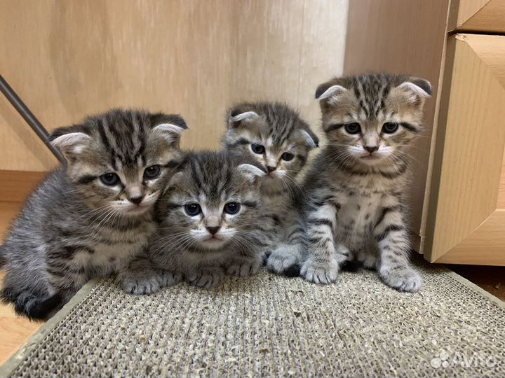 Вислоухие котята