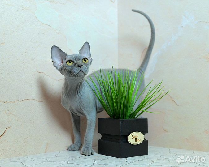 Голубой девончик