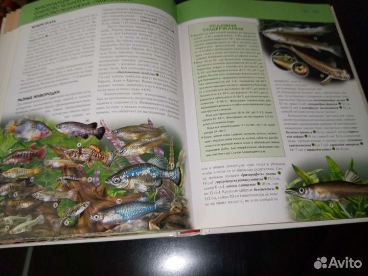 Аквариумистика