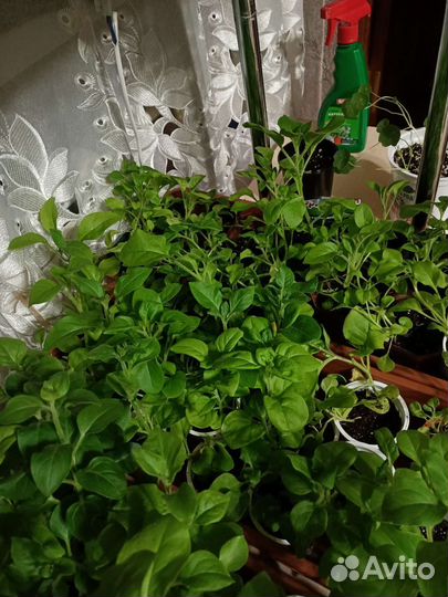 Рассада петунии