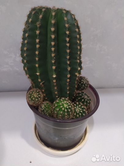 Отростки кактусов