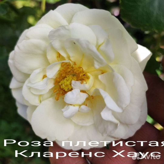 Саженцы Роз