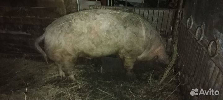 Хряк звонить с10 до19смс