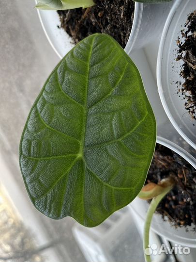 Алоказия мело (melo)