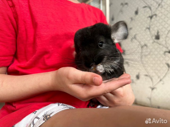 Шиншилла черный бархат