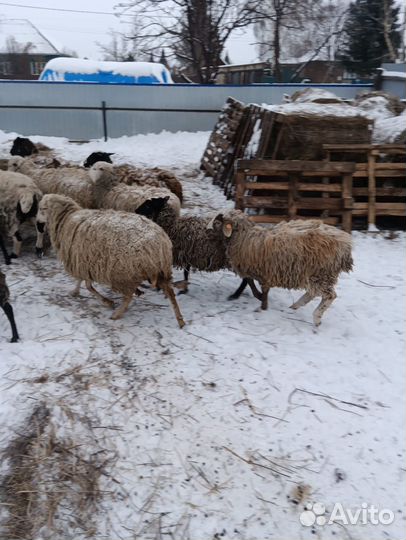 Катумские овцы