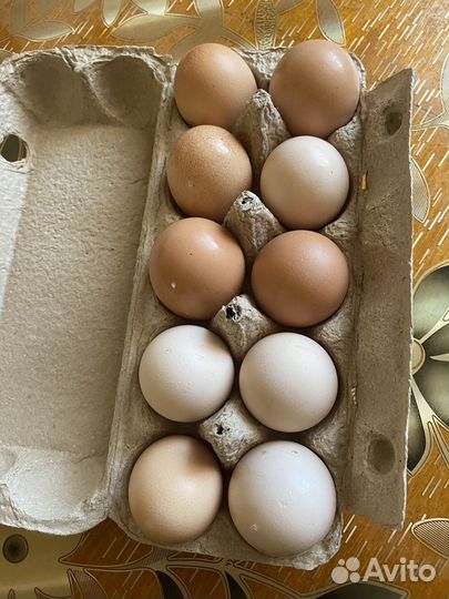 Инкубационное яйцо кур