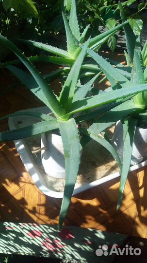 Алоэ 5 летний