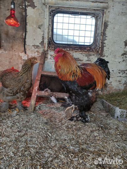 Петух брама