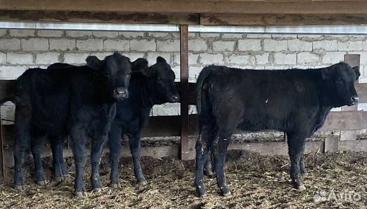 Продаются телки