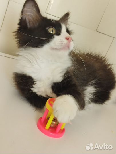 Котенок бесплатно