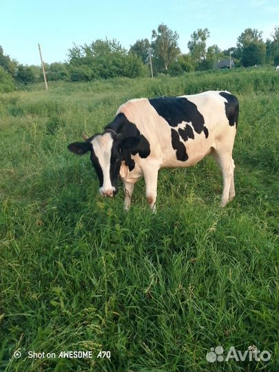 Телка стельная