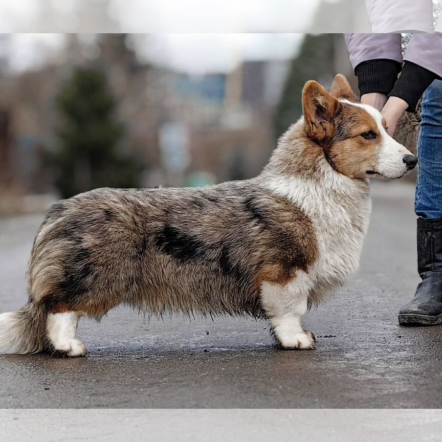 Кобель вельш корги кардиган