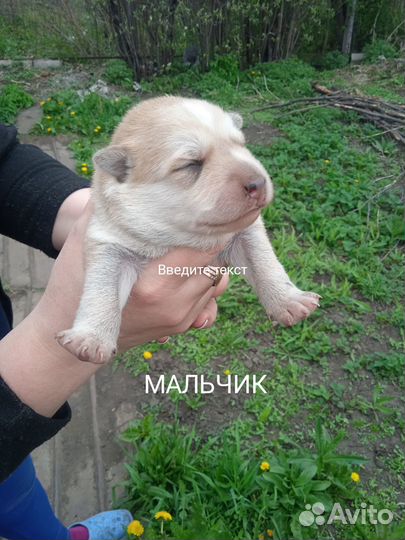 Отдам щенят в добрые руки