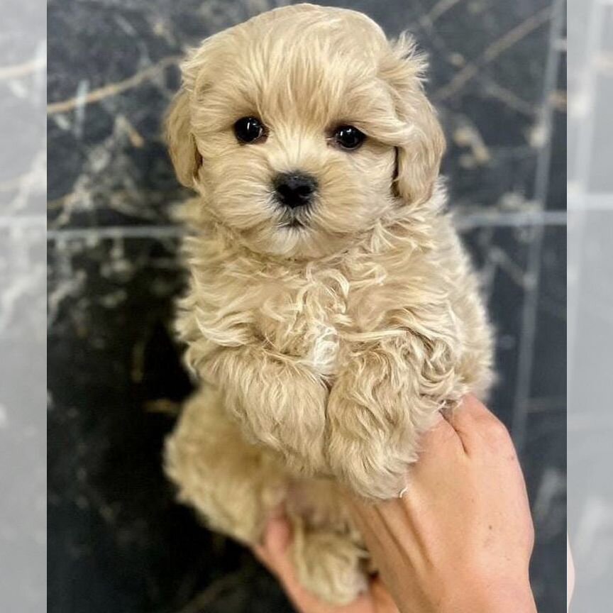 Щенки мальтипу f1 мини. Куколка maltipoo mini