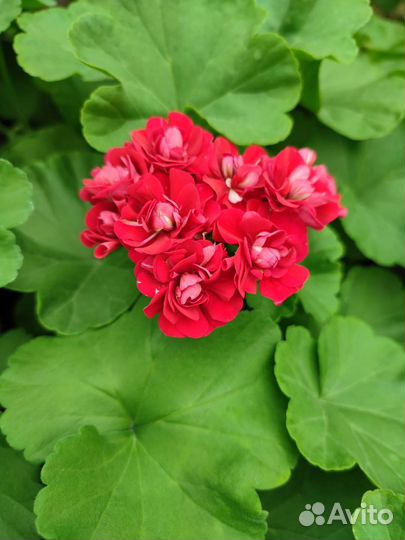 Пеларгония герань