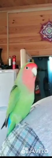 Попугай неразлучник птенцы и пара