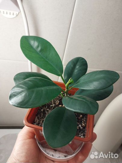 Фикус мокламе