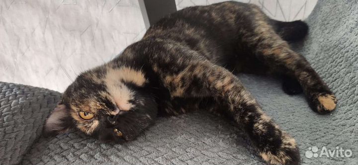 Кошка чернрепахового окраса мраморная