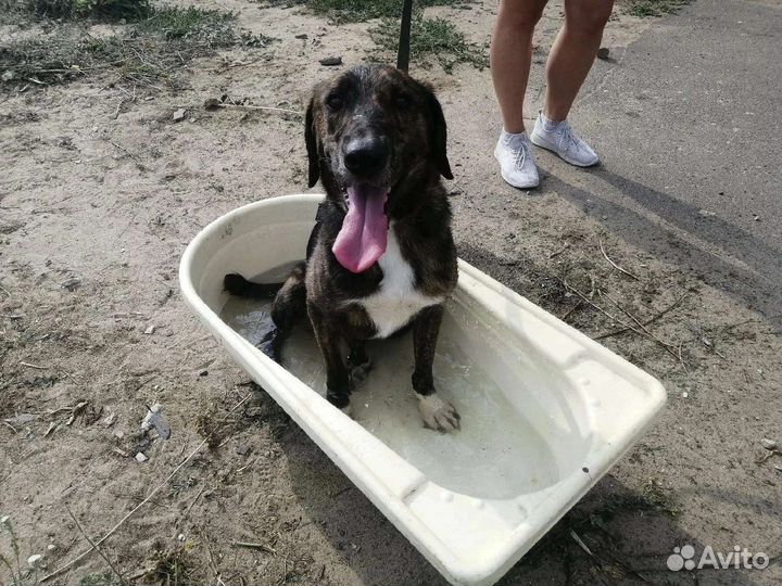 Собака в добрые руки