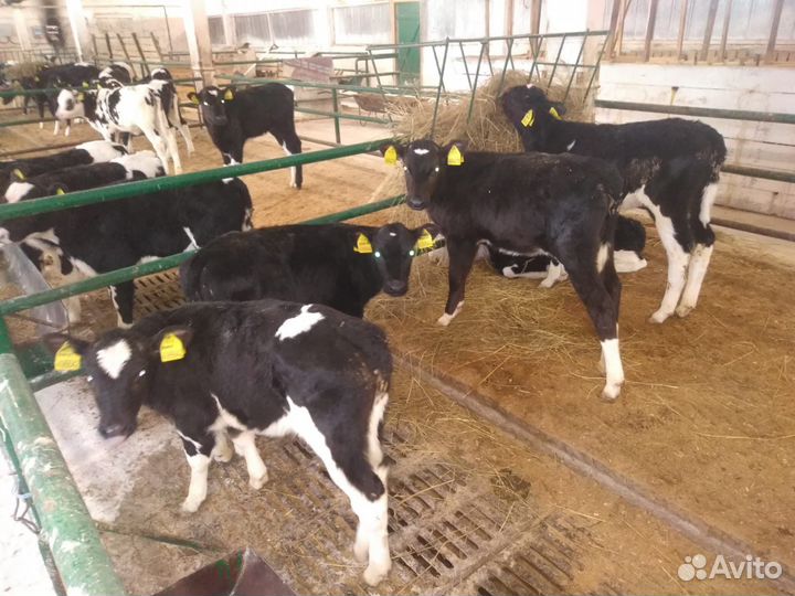 Телята бычки