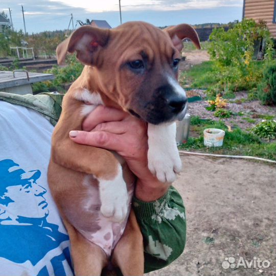 Девчонки ам стаффа