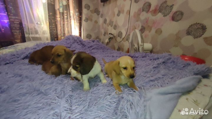 Собаки щенки
