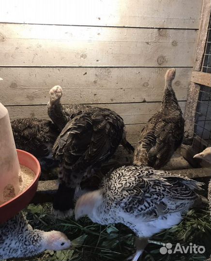 Домашнее мясо