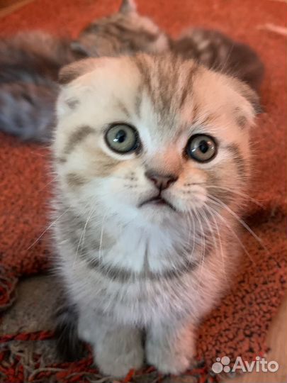 Очаровашки