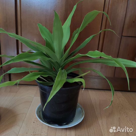 Фикус, драцена, колерия(бархатные колокольчики)ф
