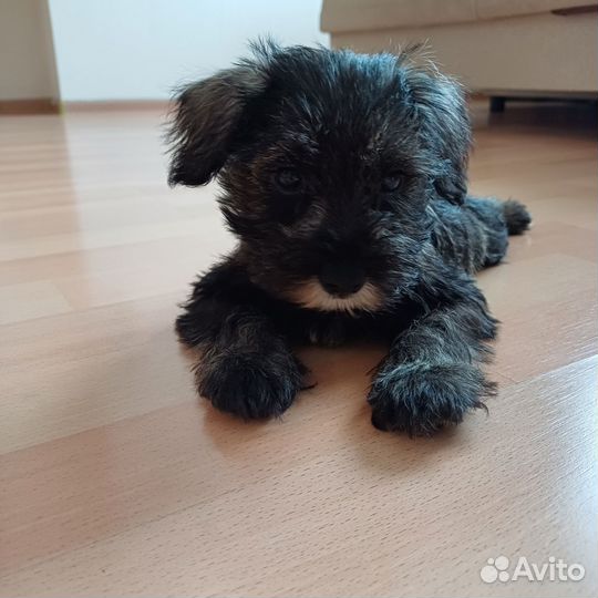 Цвергшнауцер
