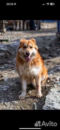 Собака Грета в добрые руки