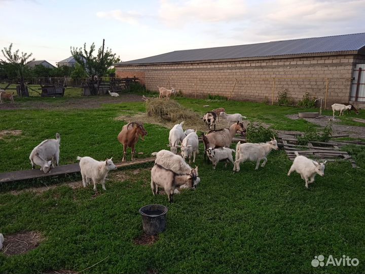 Козы и козлята