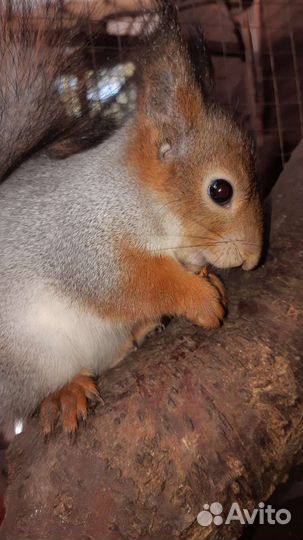 Белка, бельчата. Вольерные