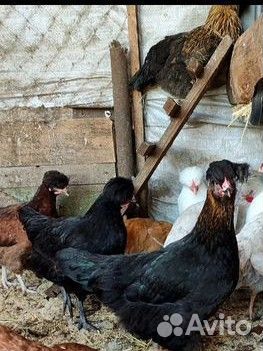 Суточные цыплята кур несушек