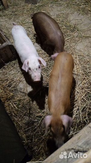 Поросята,дюрок,ландрас