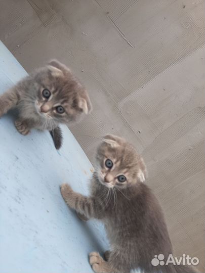 Шотландская вислоухая кошка бесплатно