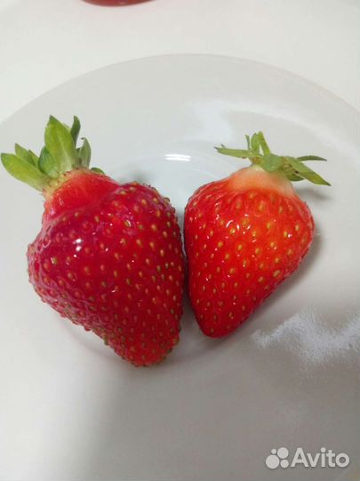 Клубника садовая