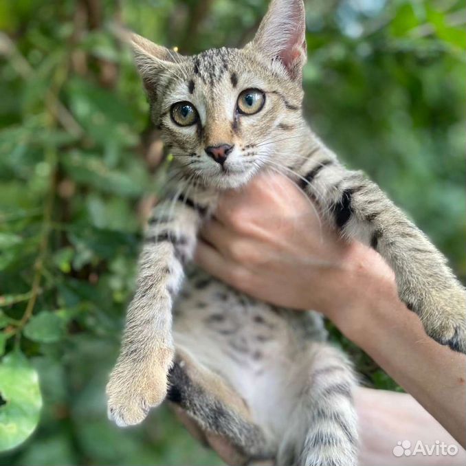 Котяткам нужен дом