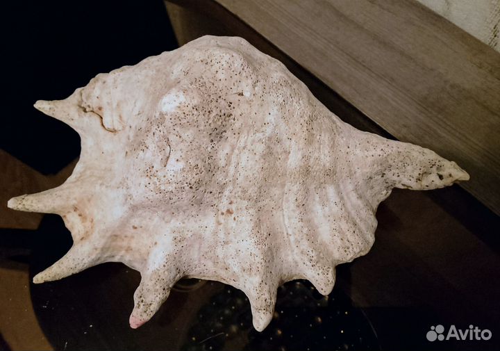 Ракушка натуральная интерьерная СССР 24 см